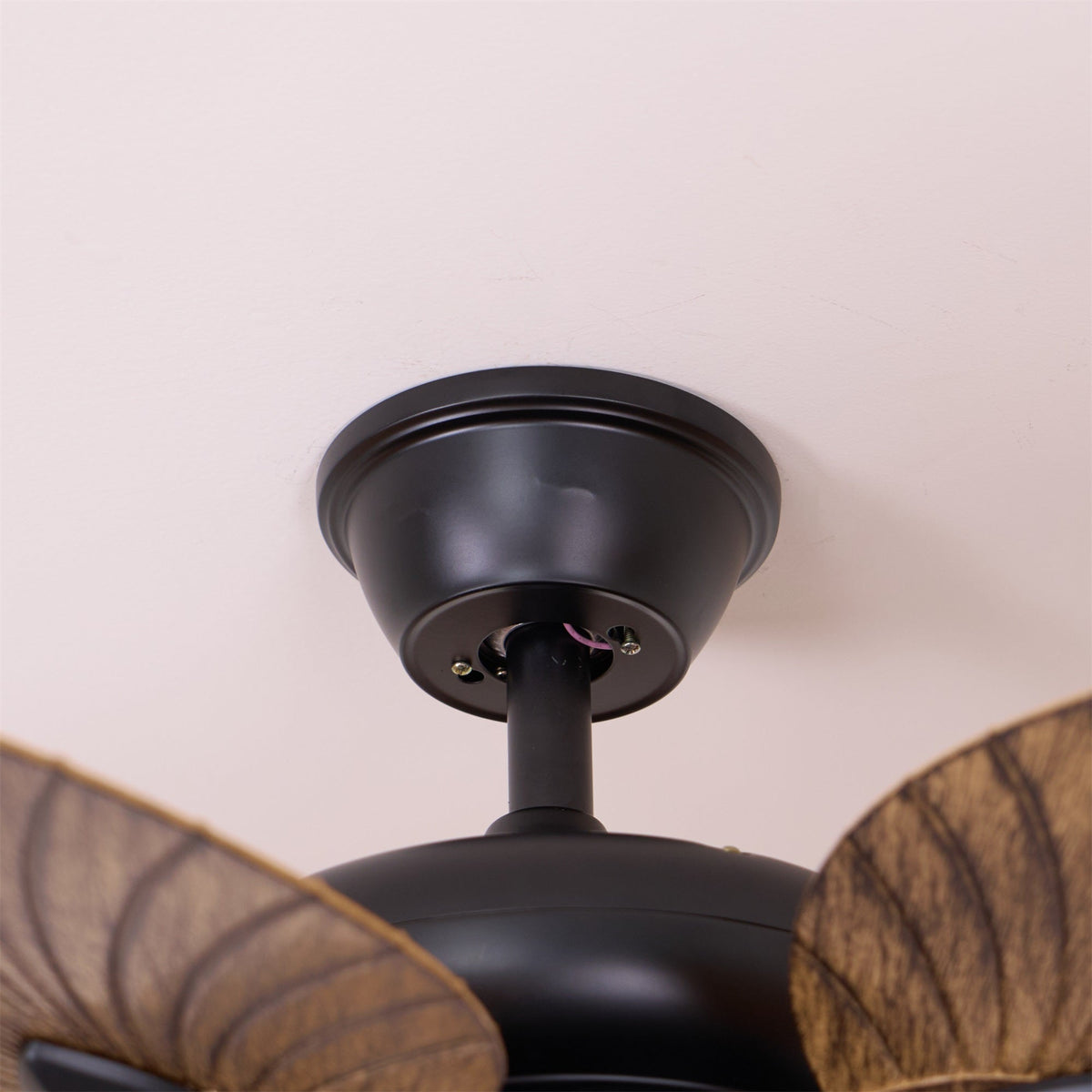 Yearn Natural Classic Walnut Acrylic Ceiling Fan Light